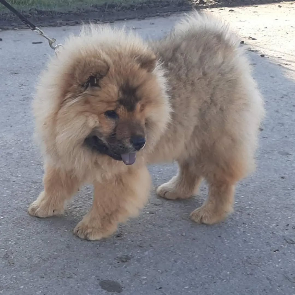 Foto Cuccioli di Chow Chow