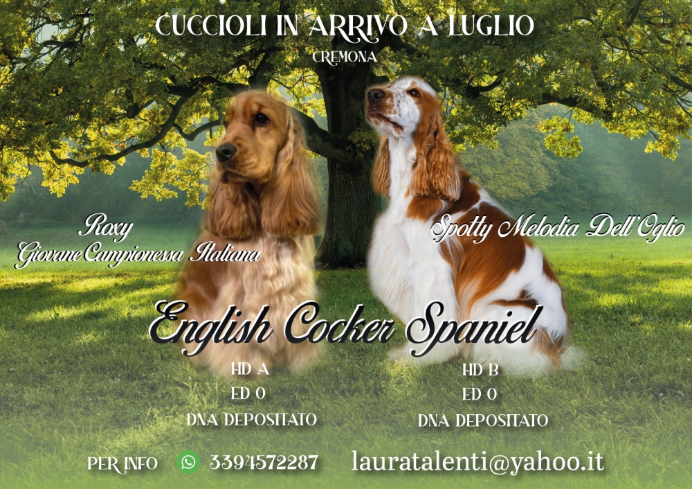 Foto Cuccioli di Cocker Spaniel a Cremona 