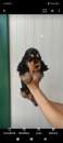 Foto Cuccioli di cocker spaniel inglese Pedigree Enci