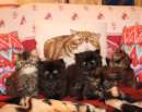 Foto Cuccioli di gatto Persiano