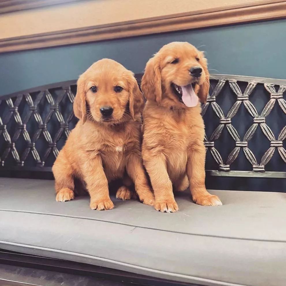 Foto Cuccioli di Golden Retriever