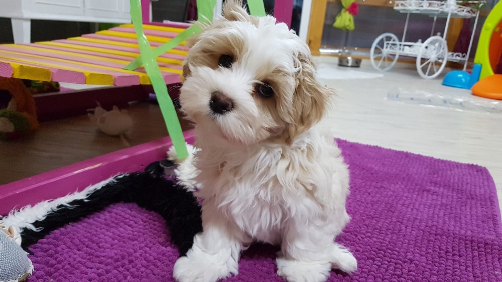 Foto Cuccioli di havanese Disponibili 