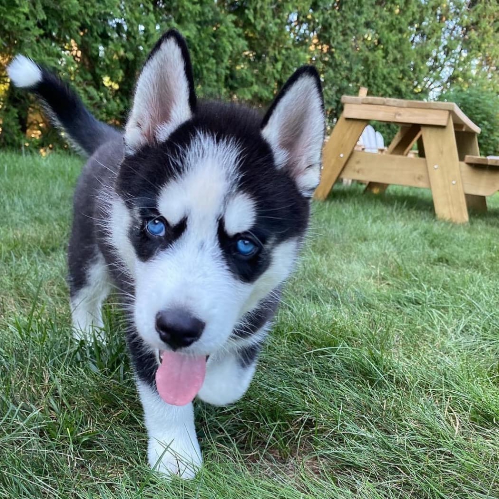 Foto cuccioli di husky siberiano