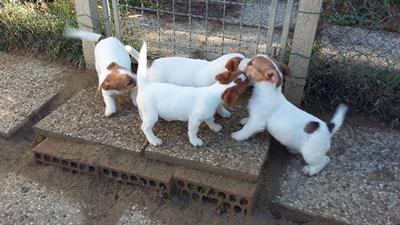 Foto cuccioli di Jack Russell