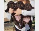 Foto Cuccioli di Labrador Cioccolato, genitori Campioni