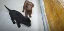 Foto Cuccioli di Labrador con pedigree
