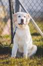 Foto Cuccioli di Labrador con pedigree