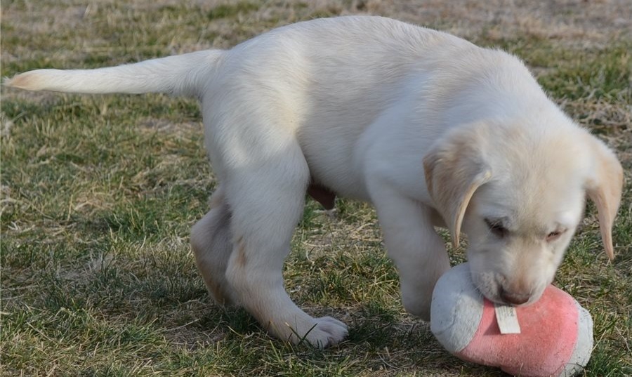 Foto Cuccioli di Labrador Retriever