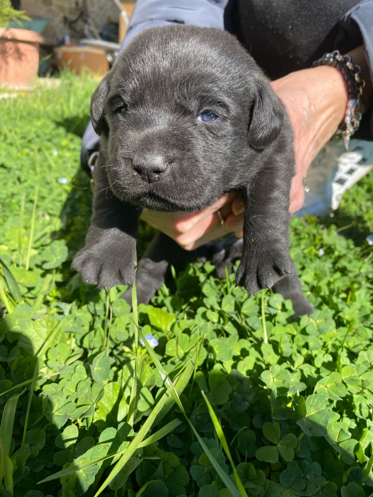 Foto Cuccioli di Labrador Retriever con Pedigree