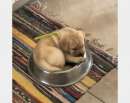 Foto Cuccioli di Labrador Retriver Miele