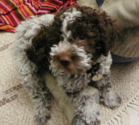 Foto Cuccioli di Lagotto Romagnolo 