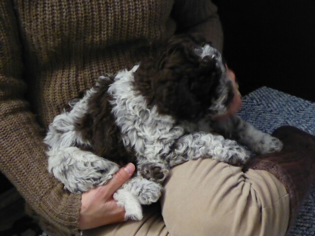 Foto Cuccioli di Lagotto Romagnolo 