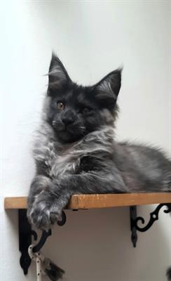 Foto Cuccioli di Maine Coon