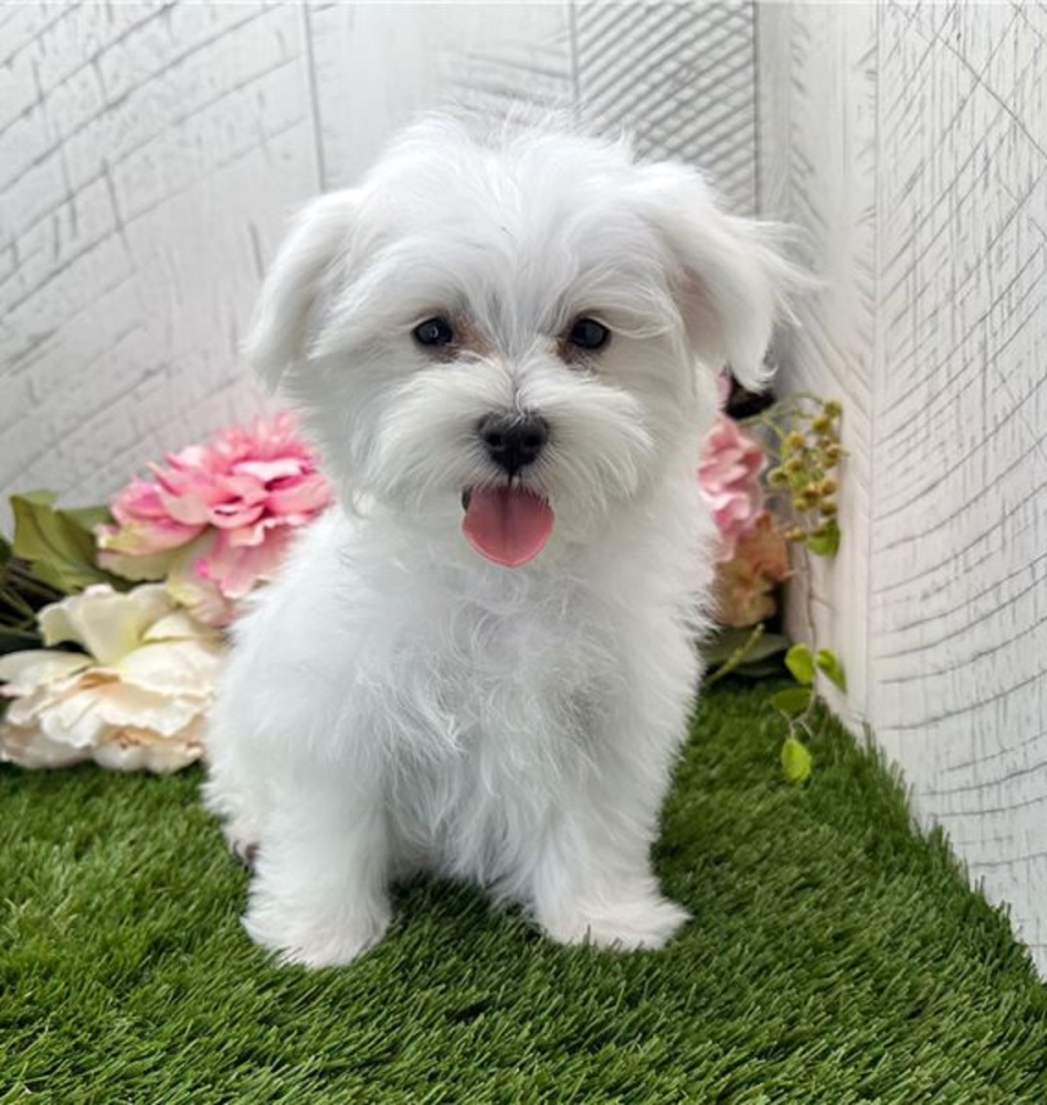 Foto CUCCIOLI DI MALTESE