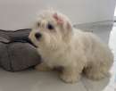 Foto Cuccioli di maltese