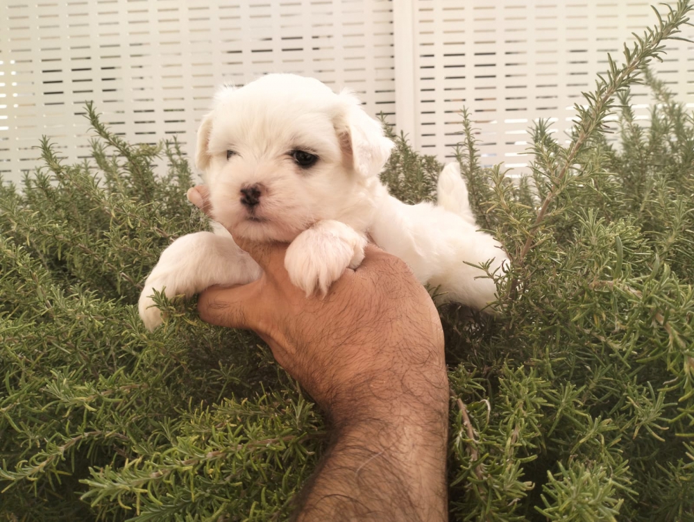Foto Cuccioli di maltese Foto Cuccioli di maltese