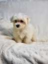 Foto Cuccioli di Maltese di taglia piccola