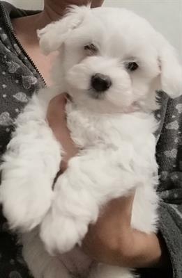 Foto Cuccioli di Maltese Mini Toy