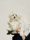 Foto Cuccioli di Maltese Toy con Pedigree