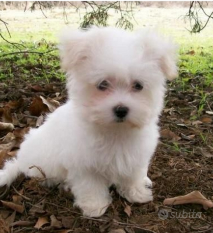 Foto cuccioli di maltese toy mini
