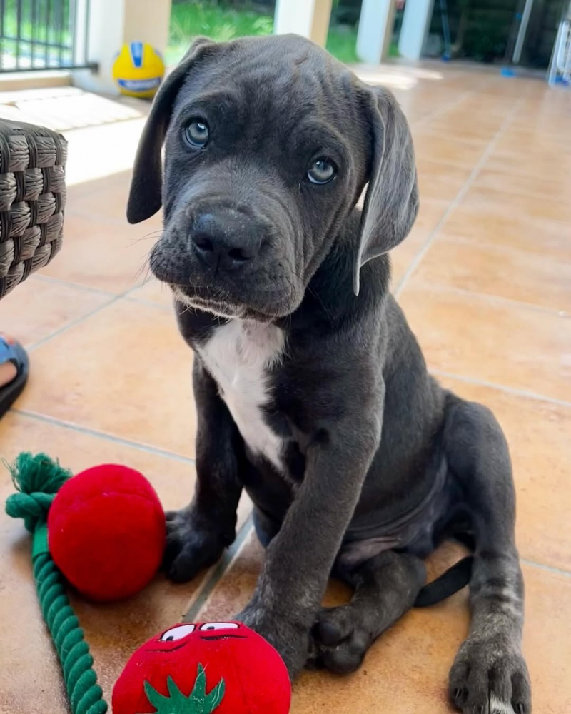Foto Cuccioli di Mastino Napoletano