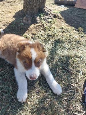 Foto Cuccioli di pastore australiano