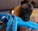 Foto cuccioli di pastore belga malinois