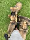 Foto Cuccioli di Pastore Tedesco