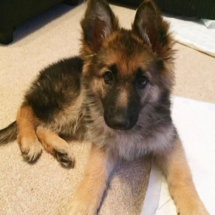 Foto Cuccioli di Pastore Tedesco