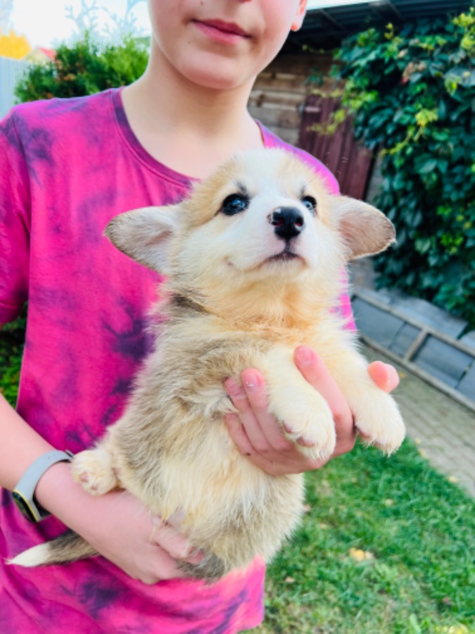 Foto Cuccioli di Pembroke Welsh Corgi