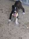 Foto Cuccioli di pitbull