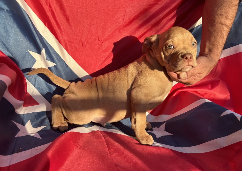 Foto Cuccioli di Pitbull Terrier Red Nose