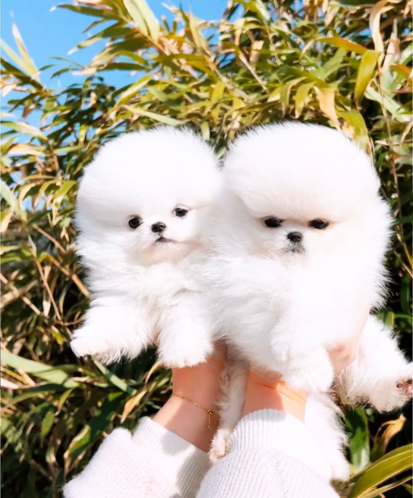 Foto Cuccioli di Pomerania