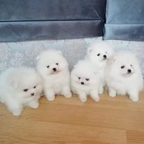 Foto Cuccioli di Pomerania pura razza pronti