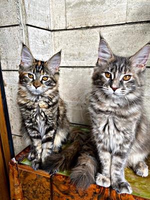 Foto Cuccioli di razza Maine Coon.