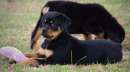 Foto Cuccioli di Rottweiler