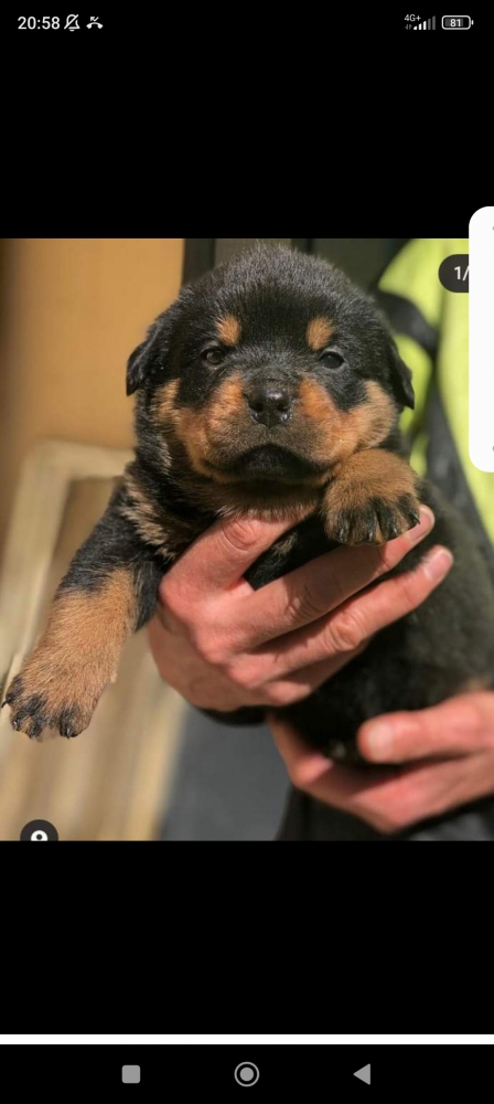 Foto Cuccioli di ROTTWEILER