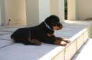 Foto Cuccioli di Rottweiler
