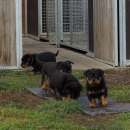 Foto Cuccioli di Rottweiler addestrati
