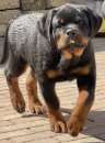 Foto Cuccioli di Rottweiler selezionati