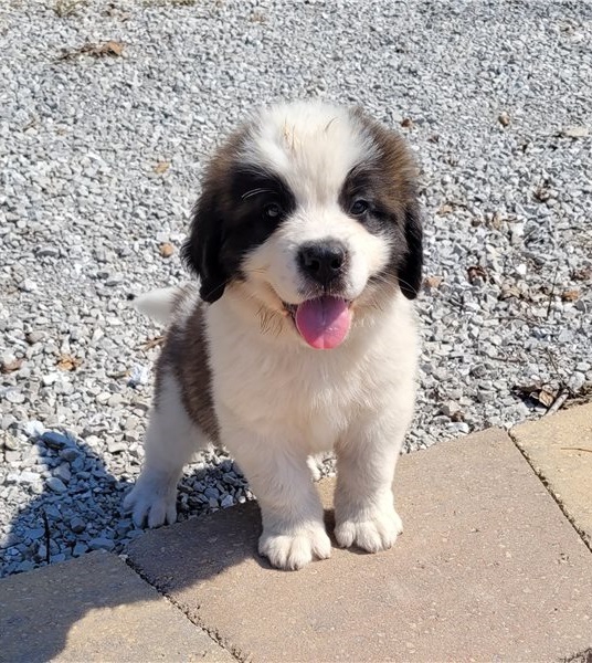 Foto Cuccioli di San Bernardo