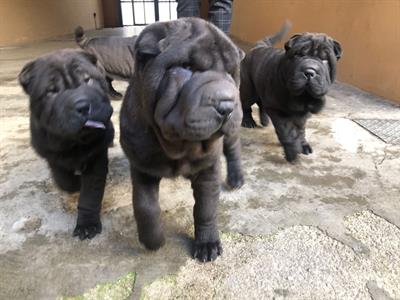 Foto Cuccioli di Shar pei