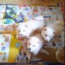 Foto Cuccioli di Shiba Inu #con pedigree#