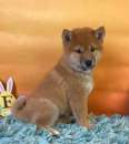 Foto Cuccioli di shiba inu giapponesi