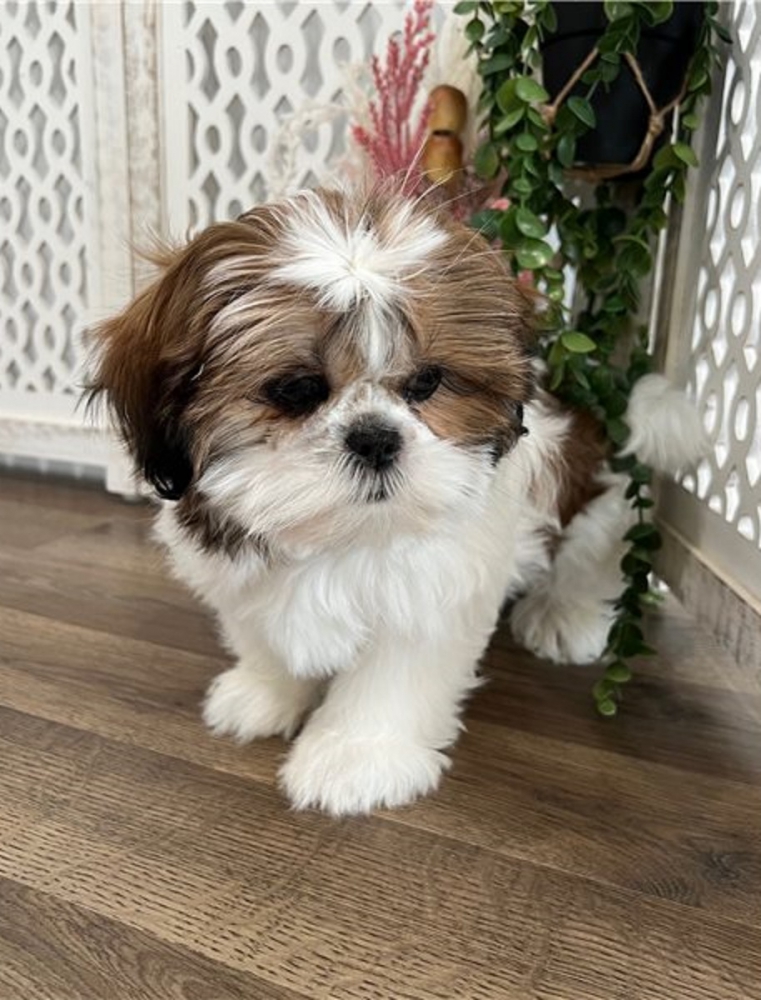 Foto Cuccioli di Shih Tzu