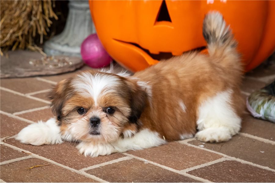 Foto Cuccioli di Shih Tzu