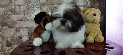 Foto Cuccioli di SHIHI TZU