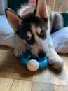 Foto Cuccioli di Siberian Husky