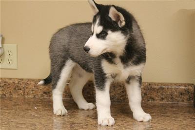 Foto Cuccioli di Siberian Husky