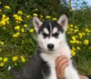 Foto Cuccioli di Siberian Husky